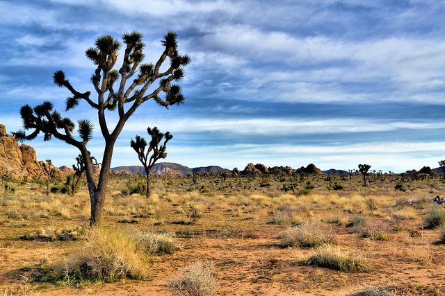 Joshua Trees in the Mojave Desert